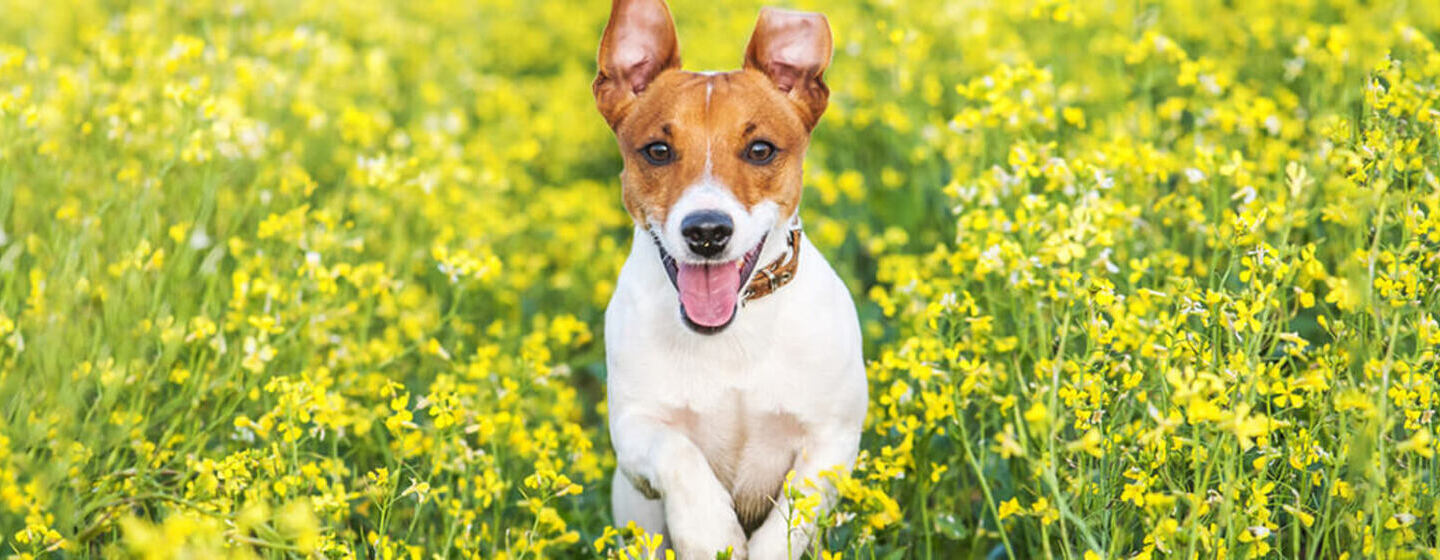 Tu perro de raza pequeña en casa Purina®